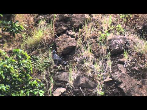 Trocaz Pigeon — Madeira
