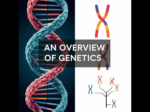 Genetics Explained: DNA, Genes, Chromosomes & Inheritance