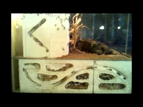 Camponotus fellah Pupae delocalisation Timelapse 16x Side