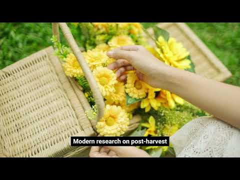 Tips for Caring for Cut Flowers