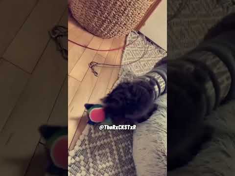 I’m Not Sharing my Toys! - RxCKSTxR Comedy Voiceover