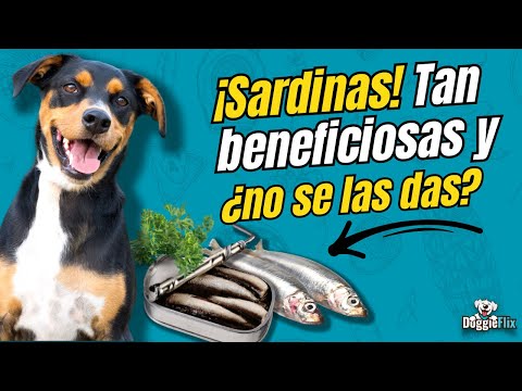 Can dogs eat canned sardines?
