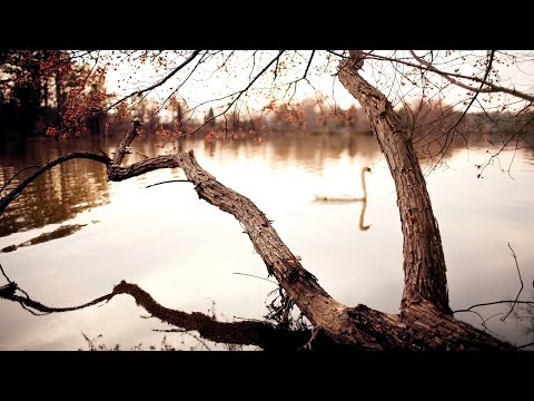 Mr. Sam feat. clAud9 - Cygnes (Original Mix) | w/ Lyrics