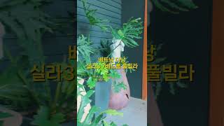 베트남 다낭 | 실라3 7베드룸 풀빌라