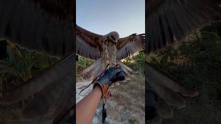 Download lagu JACKY KECIL SI ELANG BK KEMBALI KERUMAH SETELAH SEKIAN LAMA DITINGGAL DI HUTAN #wildlife #real mp3