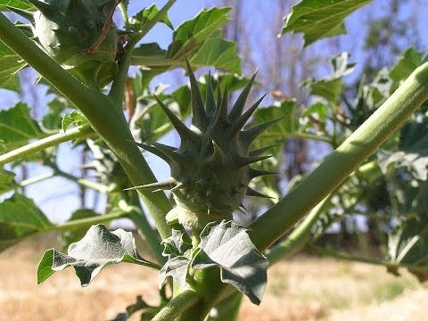 Jimson weed cosmopolitan poisonous plant. Datura stramonium easily recognize.