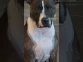 When Your Dog S Drool Is Hypnotizing Dog Hypnotize Drooling