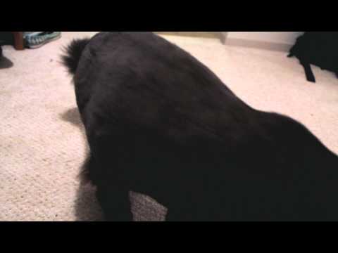 Crapshots Ep.90 - The Video