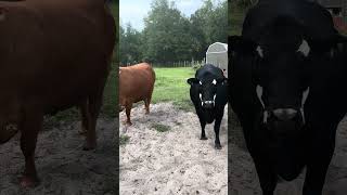 Momma and daughter sitting back waiting…#farming #farmlife #cows #shorts