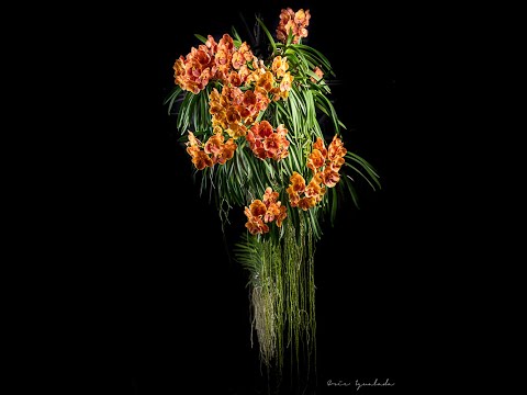 Orchid Monster Hunt Vandas