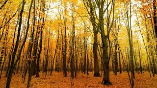 Mumford &amp; Sons - October Skies