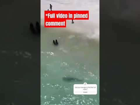 The Most BRUTAL Recent Shark Attacks