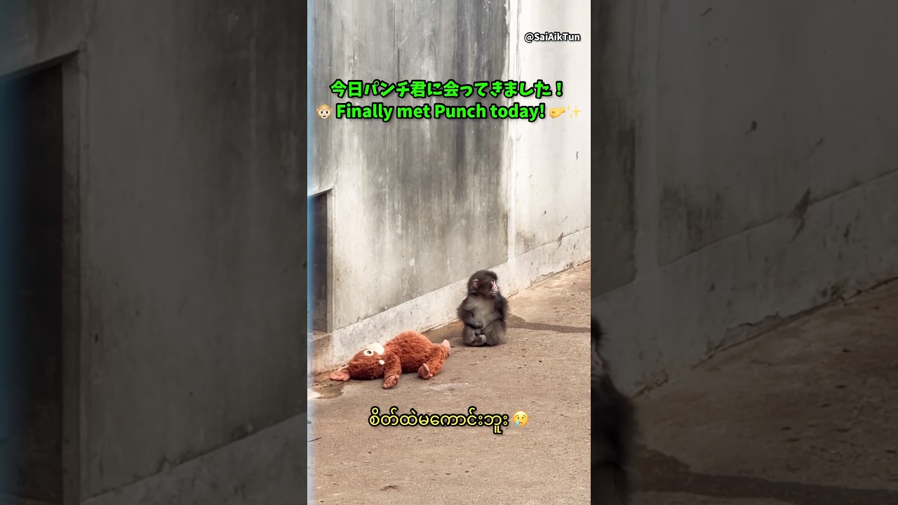 Finally met Punch 🤛 🐵