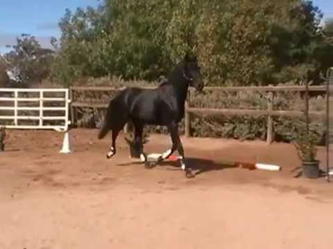 Diarado Colt x Black Pampas Mare ~ ES Dark Pampas Moon