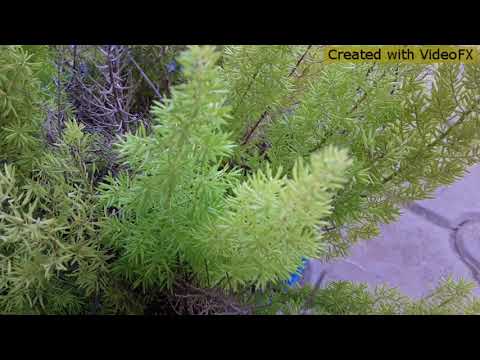 Kene-soniya_surt_nai-raena