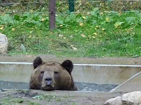 2012-10-21 Bärenwald Müritz - Balou in seinem kleinen Pool