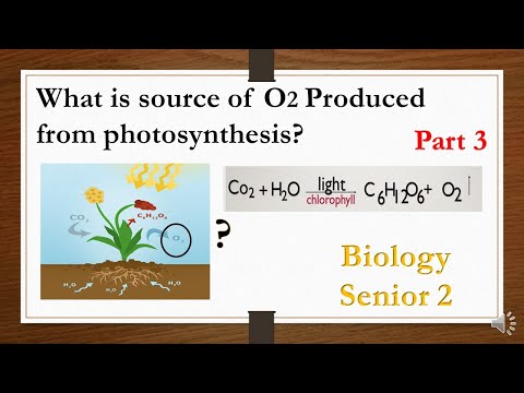 source of oxygen evolved in photosynthesis 2nd secondary