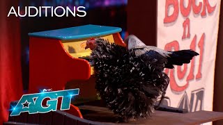 The Most Talented Chickens! | The Bock and Roll Band Auditions to "Footloose" | AGT 2022