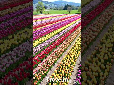 Florecimiento de tulipanes. Trevelin, Chubut. Argentina. #nature #memes #greenscreen #flowers #love