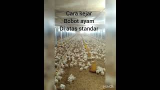 Download lagu cara kejar bobot ayam mp3 Download lagu cara kejar bobot ayam mp3