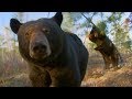 Black Bear Marking With Their Scent BBC Earth