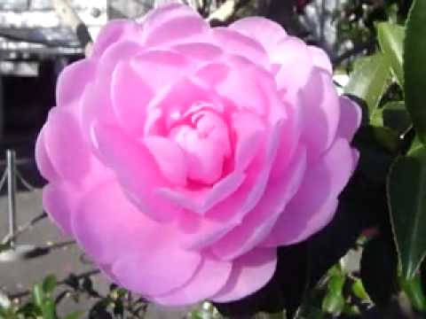 千の風になって　Senno Kazeni Natte (Turned Into A Thousand Winds)