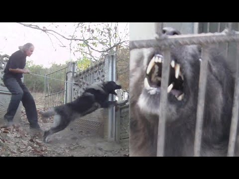 One Of The Best Dog In The World - Sarplaninac - Wolf Killer?