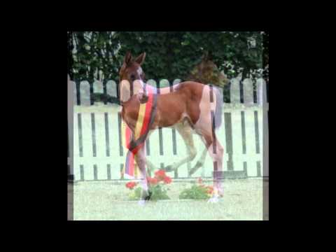 Cordato´s Chupa Chups (Hengst, *2010 v. Cordato x Ahorn x Jasper)