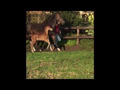 Milione Marron DK  ( Charmeur x Negro )