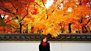 VLOG: Solo Travel to Osaka and Kyoto Japan Awesome Autumn