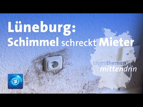 Lüneburg: Schimmel schreckt Mieter | tagesthemen mittendrin