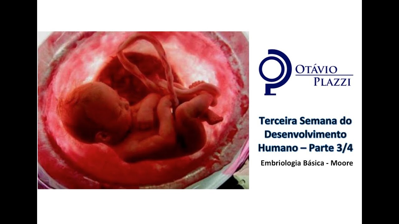 Terceira Semana do Desenvolvimento Humano - Parte 3/4 - Prof. Otávio Plazzi