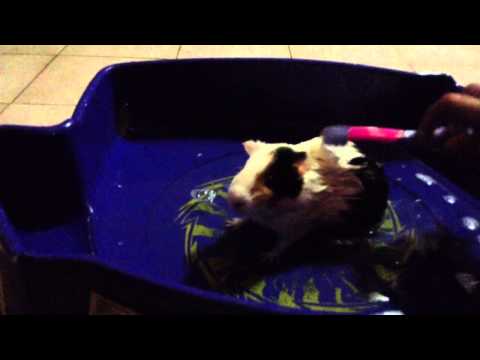 YouTube video about: Can you bathe a guinea pig with baby shampoo?