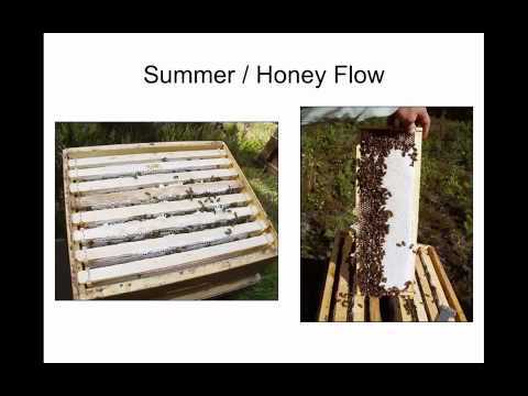 Tri-State Forestry - bees and beekeeping