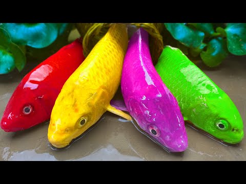 Stop Motion Koi Fish Catching Underground, Baby Turtle - Mukbang Sea Crab, Catfish magnet Cooking