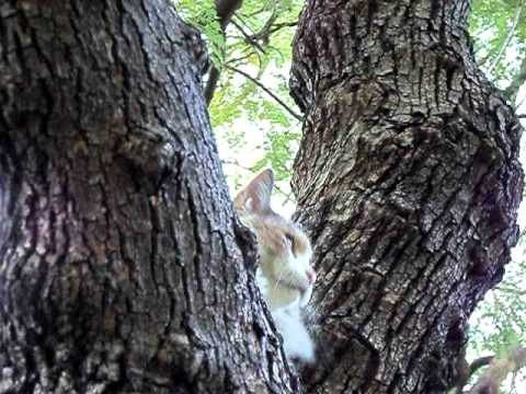 download lagu mp3 mp4 Jacaranda Cat, download lagu Jacaranda Cat gratis, unduh video klip Jacaranda Cat