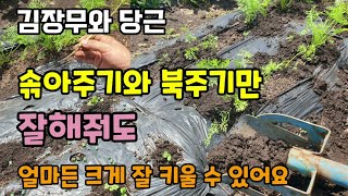 가을김장무와 당근은 솎아주기와 북주기만 잘해줘도 크고 좋은 무와 당근 수확할 수 있어요 무우 당근재배방법
