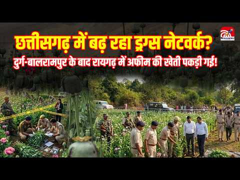 CG Opium Farming: CG में बढ़ रहा ड्रग्स नेटवर्क? Drug के बाद Raigarh में अफीम की खेती पकड़ी गई!