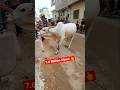 Miss You Cow Bakra Eid Qurbani Shorts Short Cow Cattle Bull Cowvideo Youtubeshorts Video