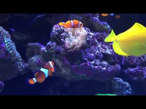 Clown fish Spawning