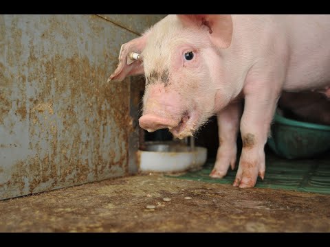WEDA: Schweinehaltung im geschlossenen System_Pig farming in the closed system