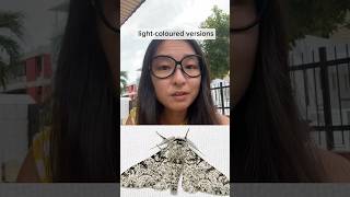 Peppered moth evolution!