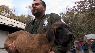 170+ dogs rescued from dog meat farm by The Humane Society of the United States