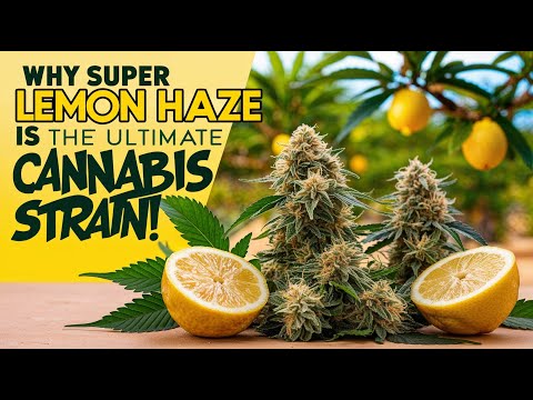 Leafly Lemon Haze