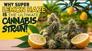 Why Super Lemon Haze is the Ultimate Cannabis Strain!