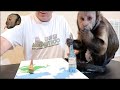 Capuchin Monkey Birthday Painting