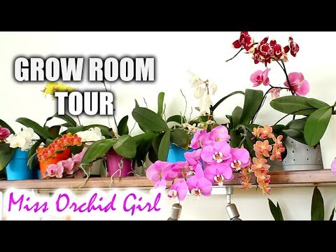 Small Orchid grow room tour + new light fixtures!