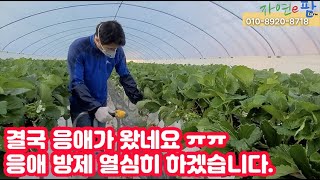 결국 저희 자연이팜 딸기 농장에 응애가 발생했네요 이제 미세살포로 방제 들어갑니다. 힘들고 고생의 길이 보이…