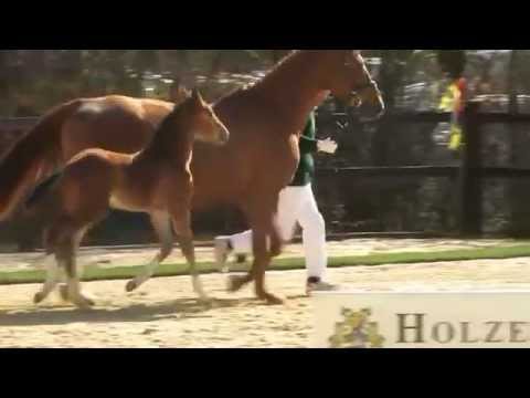 Clooney Hengstfohlen