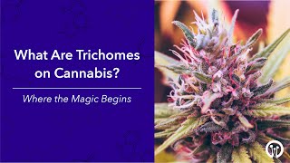 What are Trichomes on Cannabis - Where the Magic Begins | What makes Marijuana Special